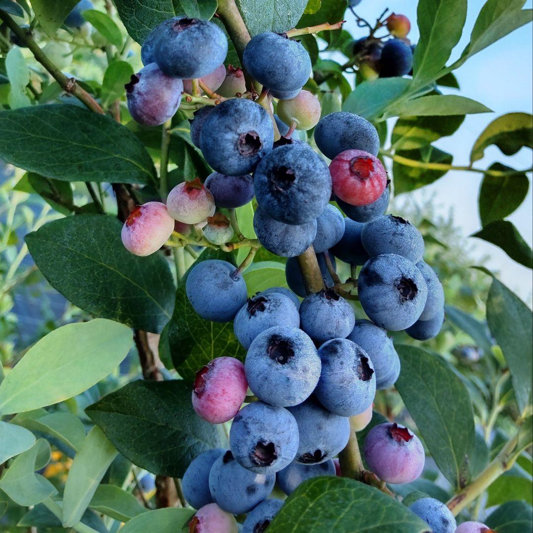 ★完熟冷凍ブルーベリー5kg★