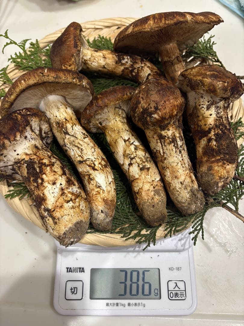 信州産松茸386g