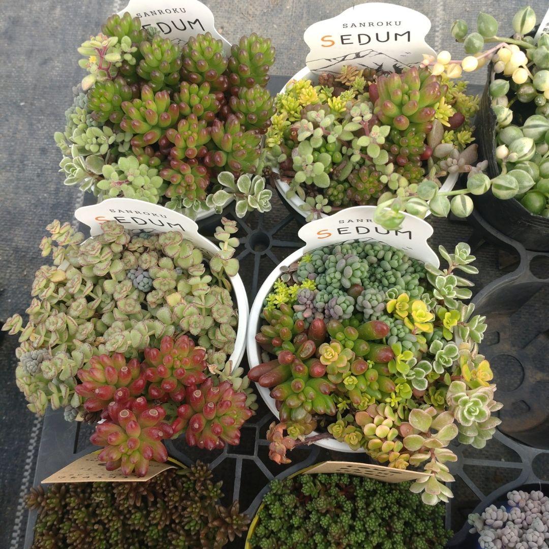 るるれれろさん専用