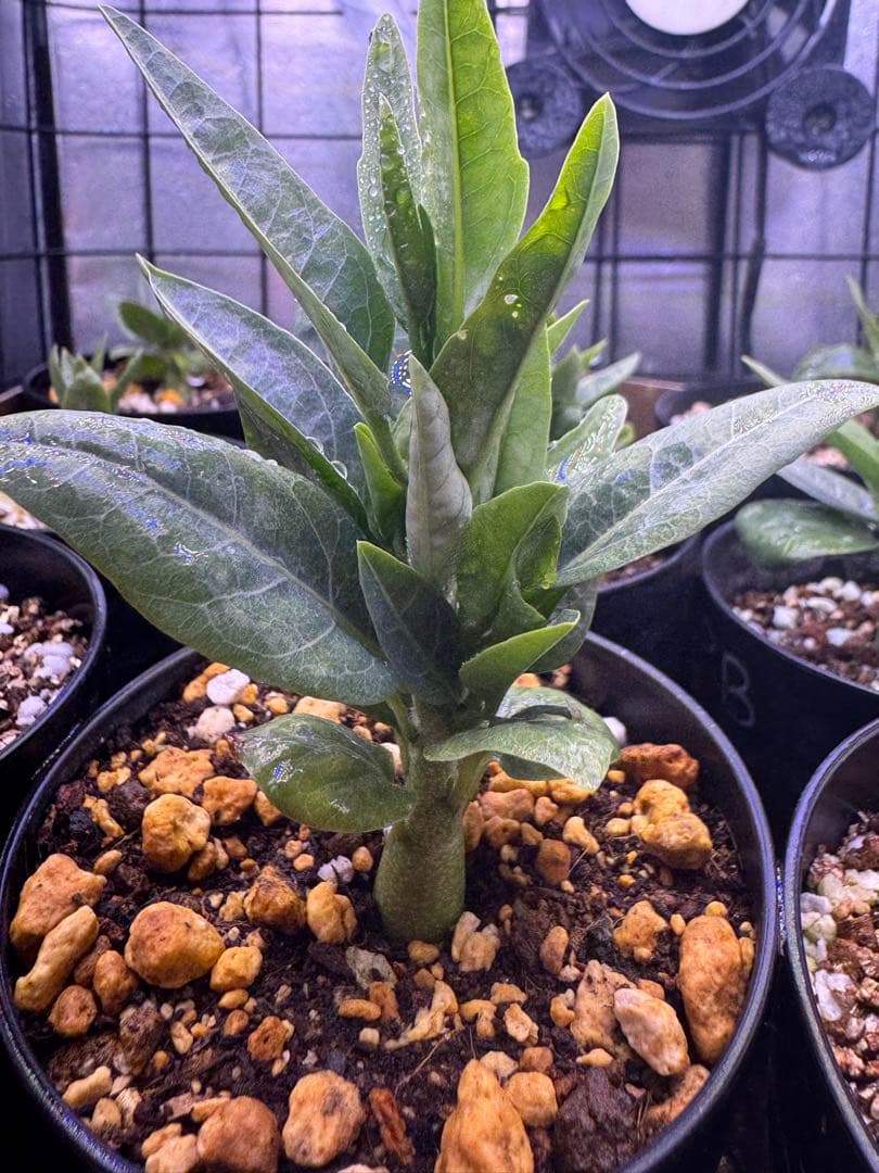 アデニアペチュエリー 塊根植物 観葉植物 実生