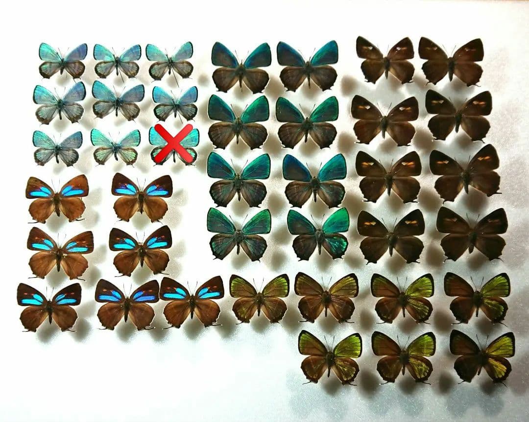 国内蝶標本‼️ 確認用