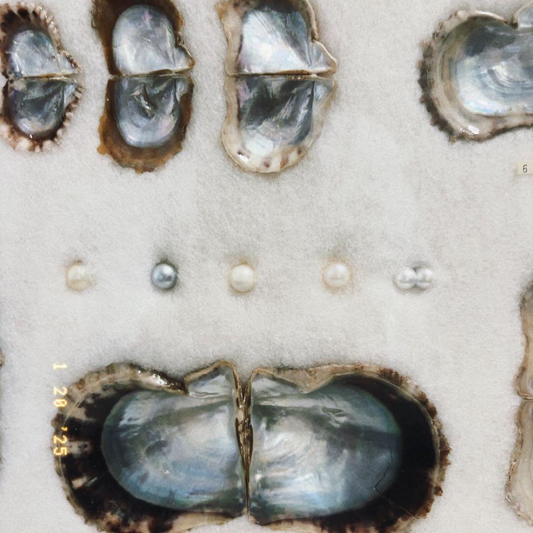 真珠標本 50周年記念