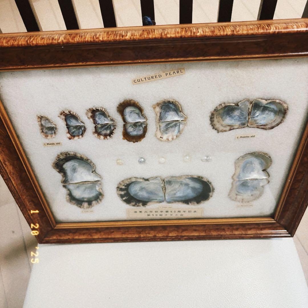 真珠標本 50周年記念