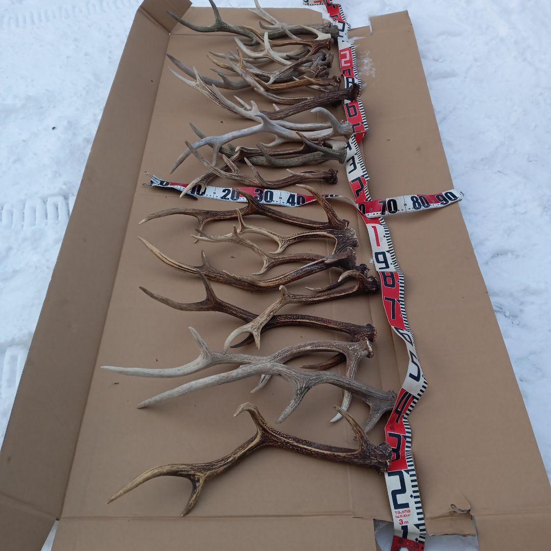 ク*ト様 鹿の角 犬のおもちゃ 工芸品などにどうぞ ２２番