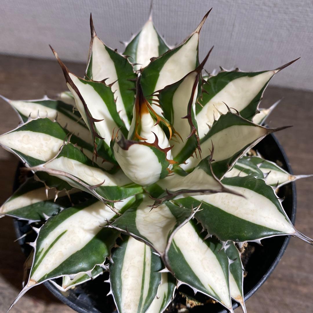 アガベ　ホリダ　白中斑　極上限定2