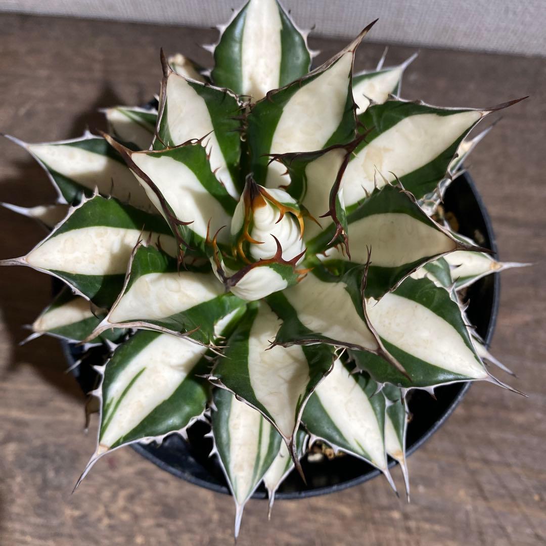 アガベ　ホリダ　白中斑　極上限定2