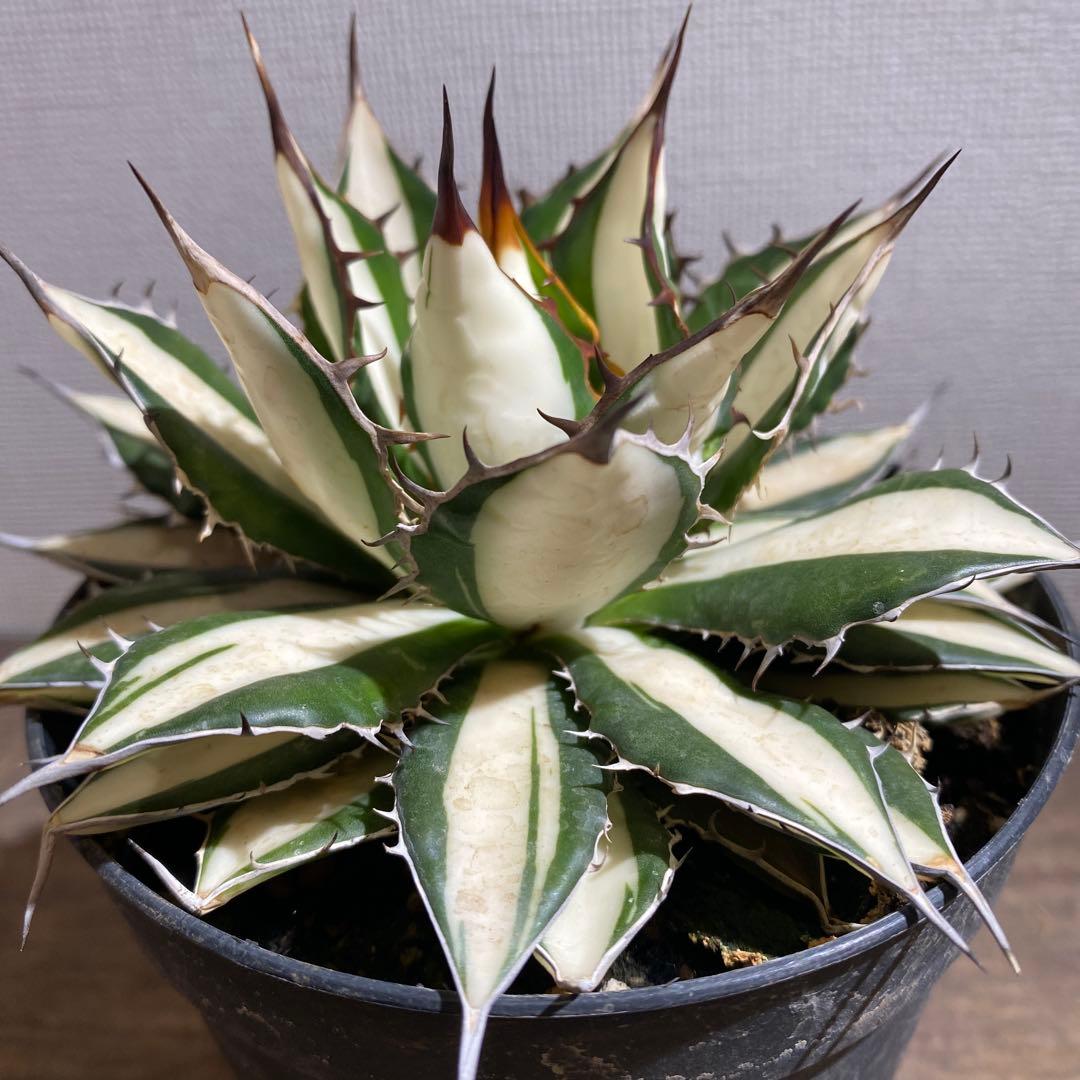 アガベ　ホリダ　白中斑　極上限定2