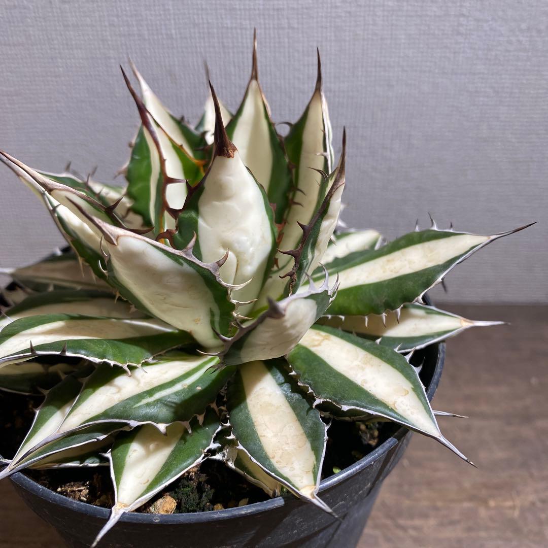 アガベ　ホリダ　白中斑　極上限定2