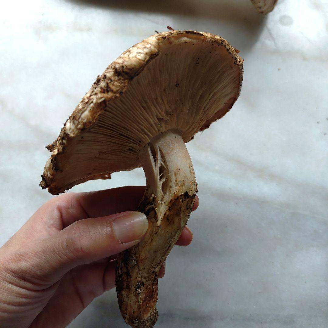 10/16 南信州産 松茸 240g