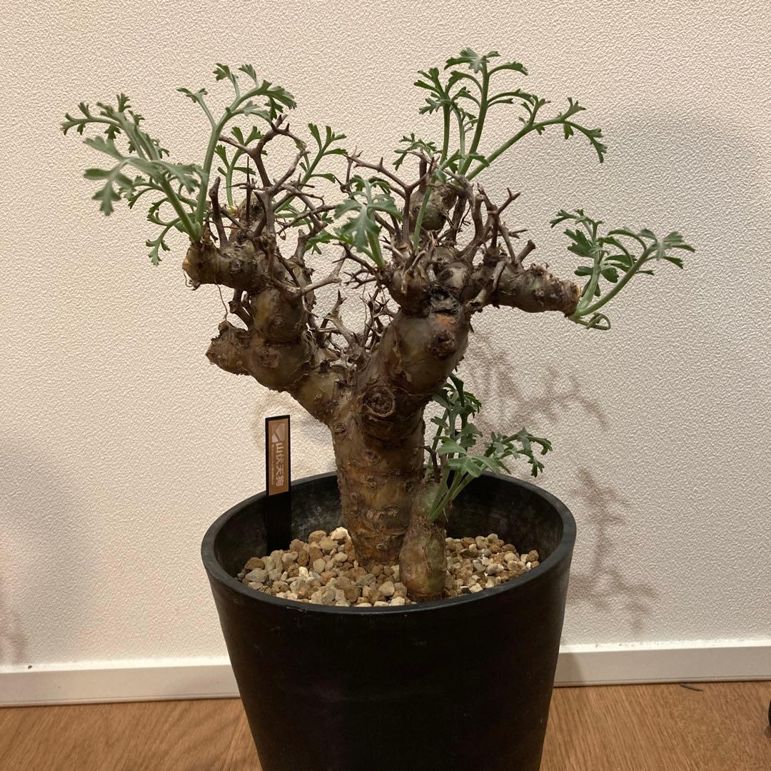 ペラルゴニウム・クリズミフォリウム②