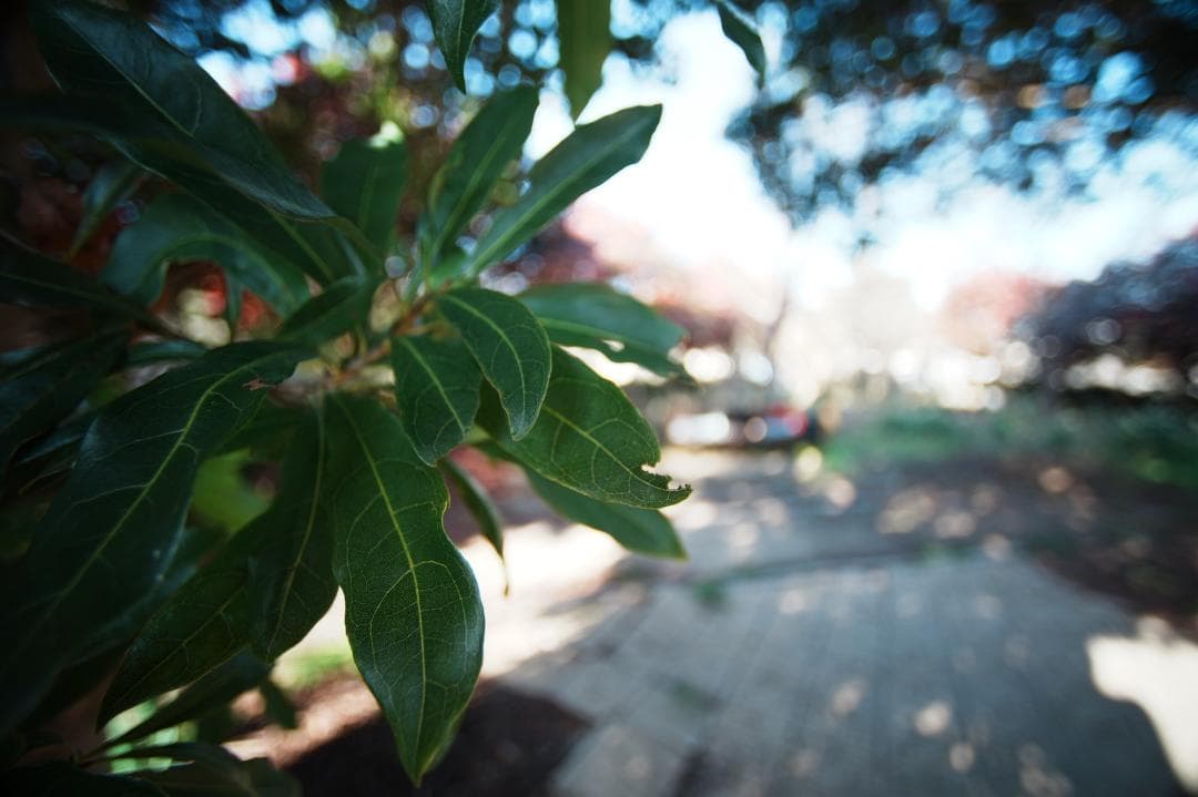 【プロテスト済】Nikon AF Nikkor 14mm F2.8D 033