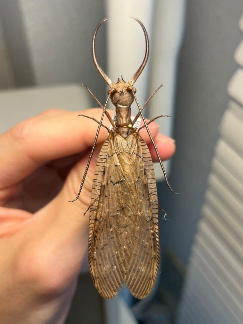オオアゴヘビトンボ 産 奇蟲 タランチュラ ムカデ 標本 昆虫標本