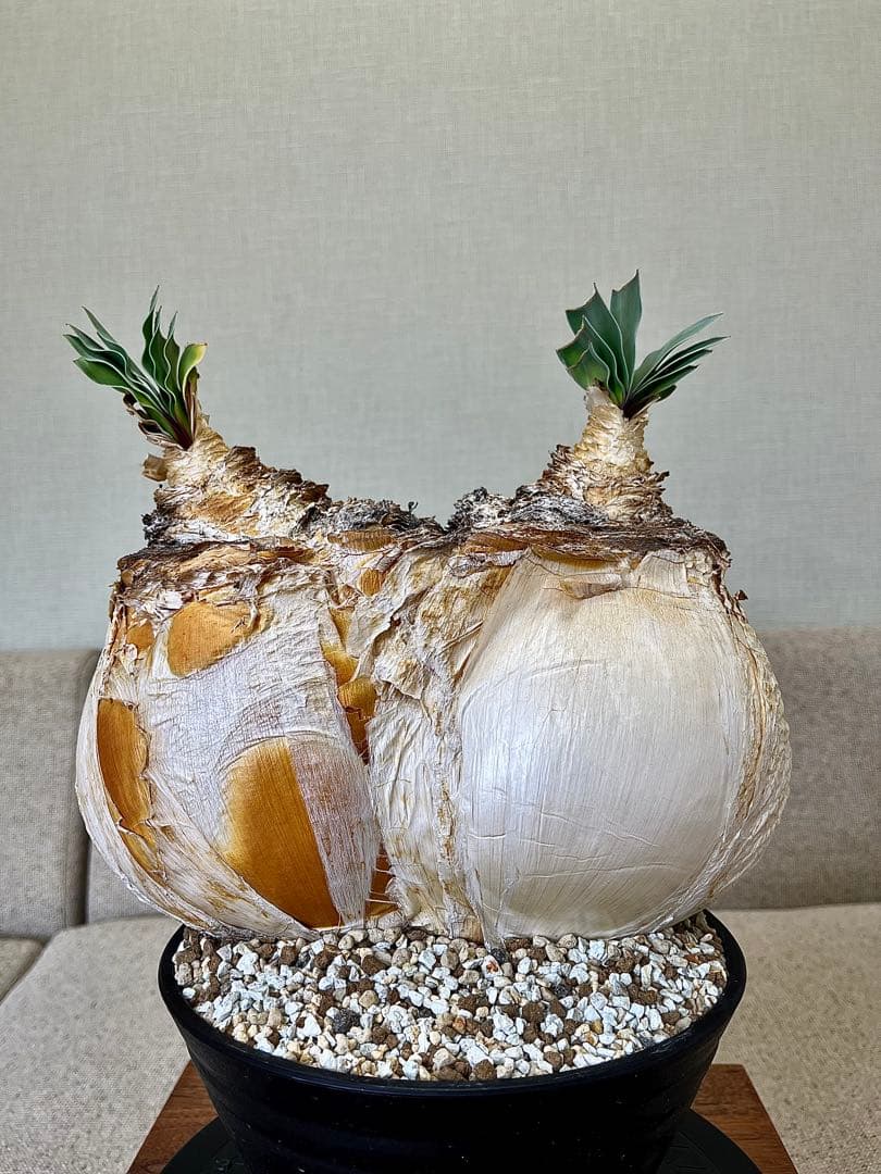 ブーファン ハエマンソイデス ダブル 大株 休眠明け