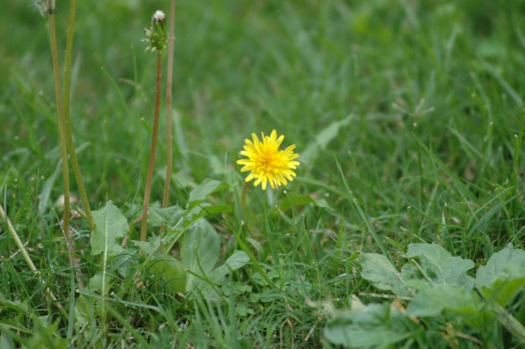 ★作画あります★AF NIKKOR 80-200mm F2.8 D ED#491