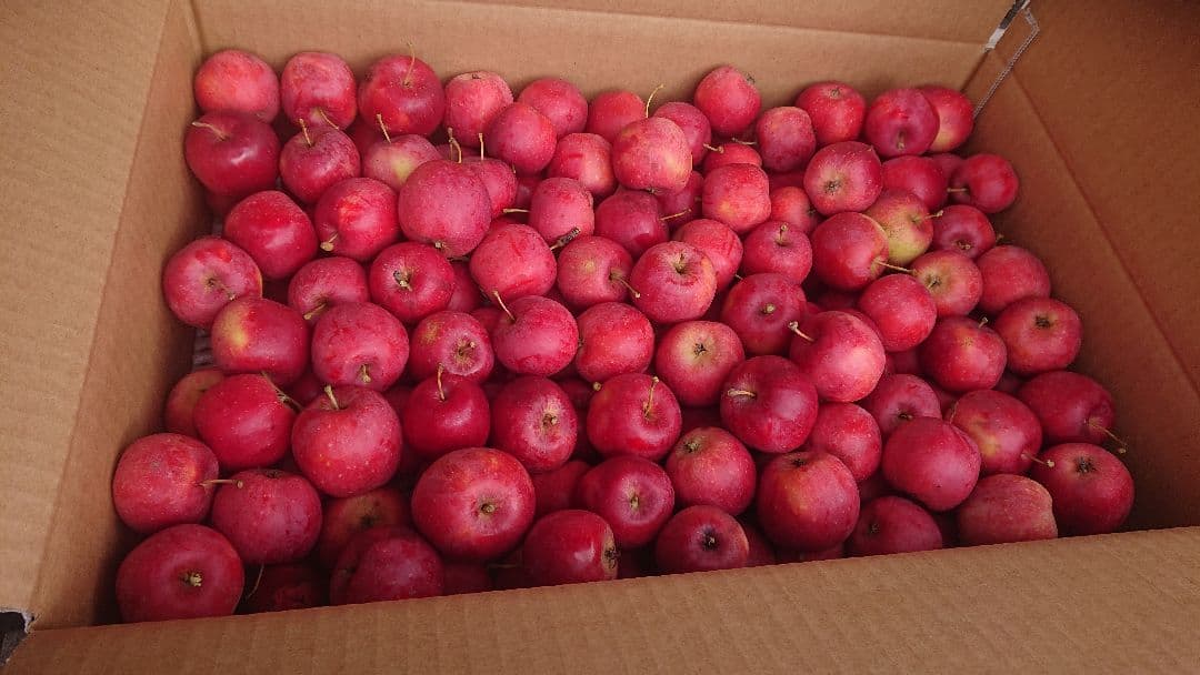 ボボ、世界一小さめりんご【アルプス乙女】10キロ