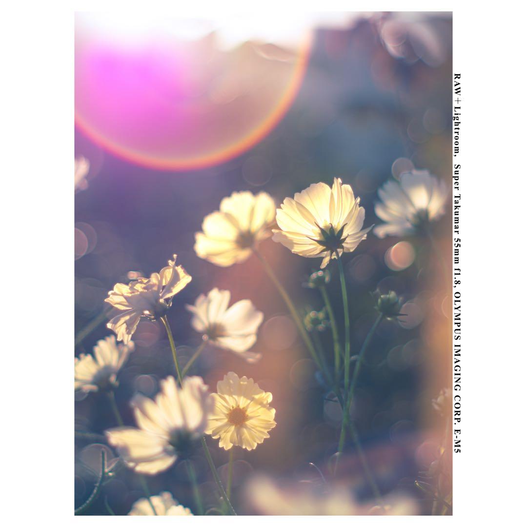 【整備済】Super Takumar 55㎜ f1.8 後期型 タクマー M42