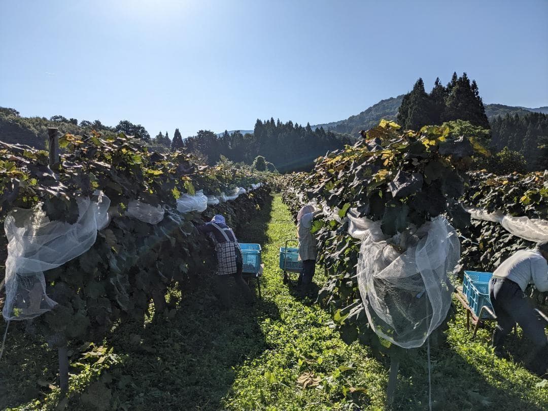 山ぶどう ２０kg　山形県月山山麓産②