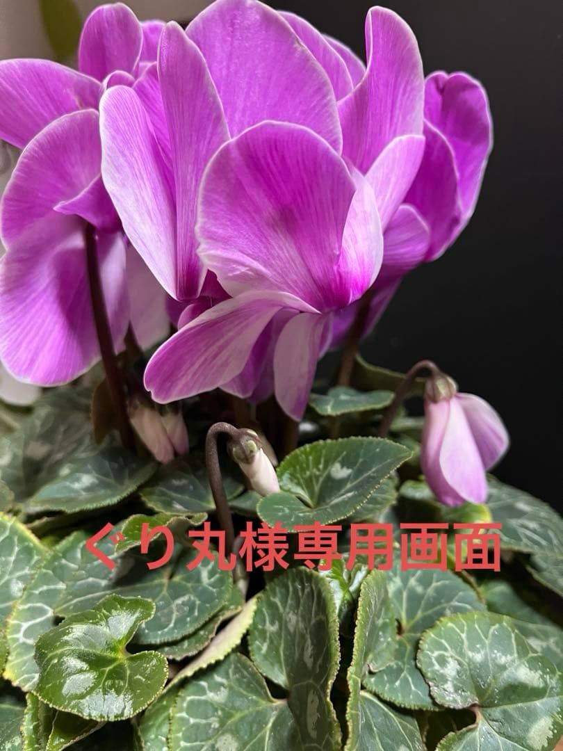 清風金巻き一丁半2本他　4掲載