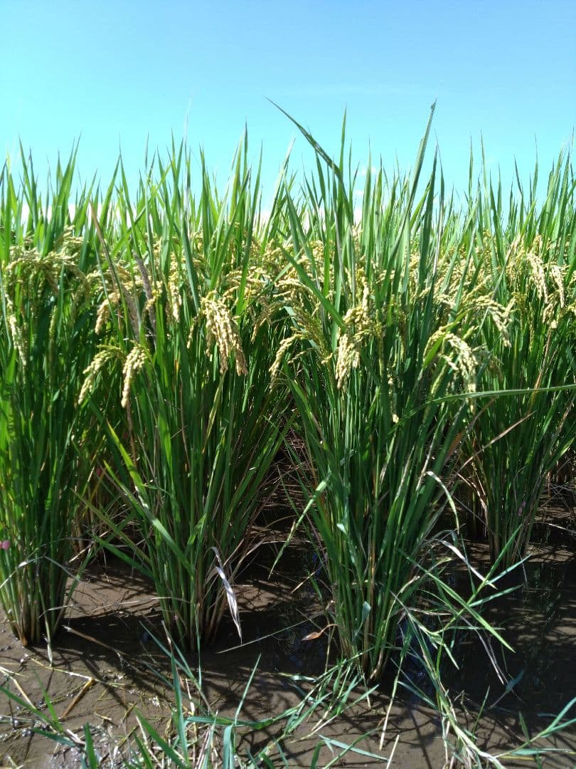 R6年　自然栽培　ミズホチカラ　もちもち米粉5kg