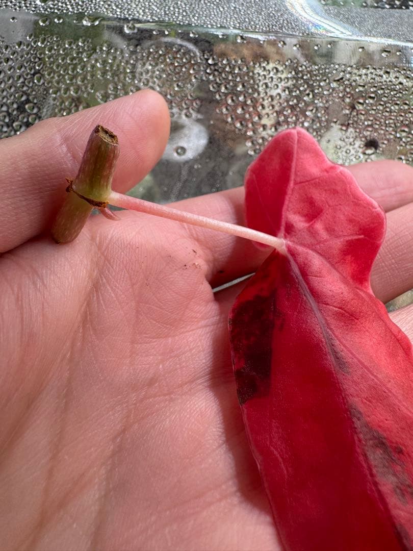 ち*こ様 ベゴニア マクラータ 斑入り発根管理中