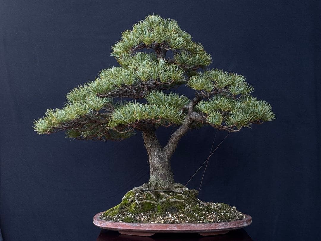 五葉松　盆栽　古木