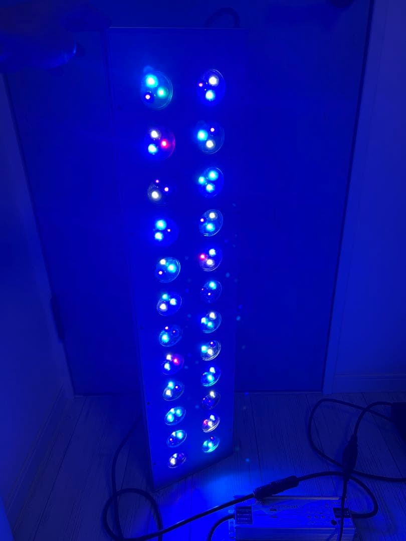 サンゴ　ZOOX レブロン90 美品　ハイスペック照明