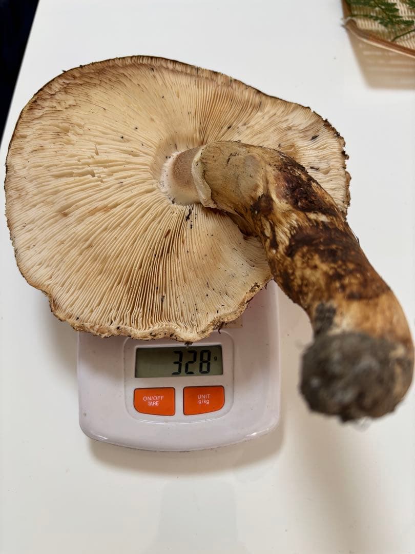10/30 信州産 朝採れ松茸328g 【訳あり】