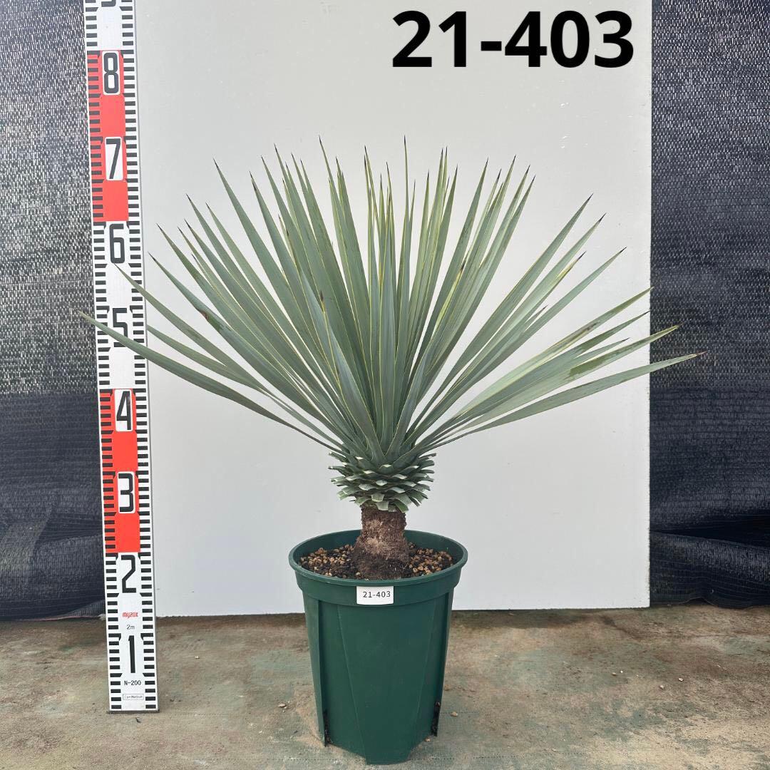 ユッカ　ロストラータ【21-403】シルバーブルー