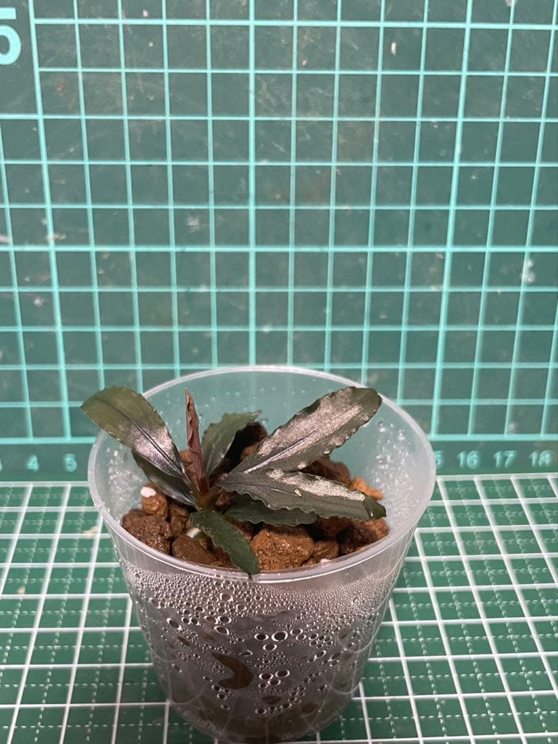 Bucephalandra sp. \"Sokan\" 【TB】