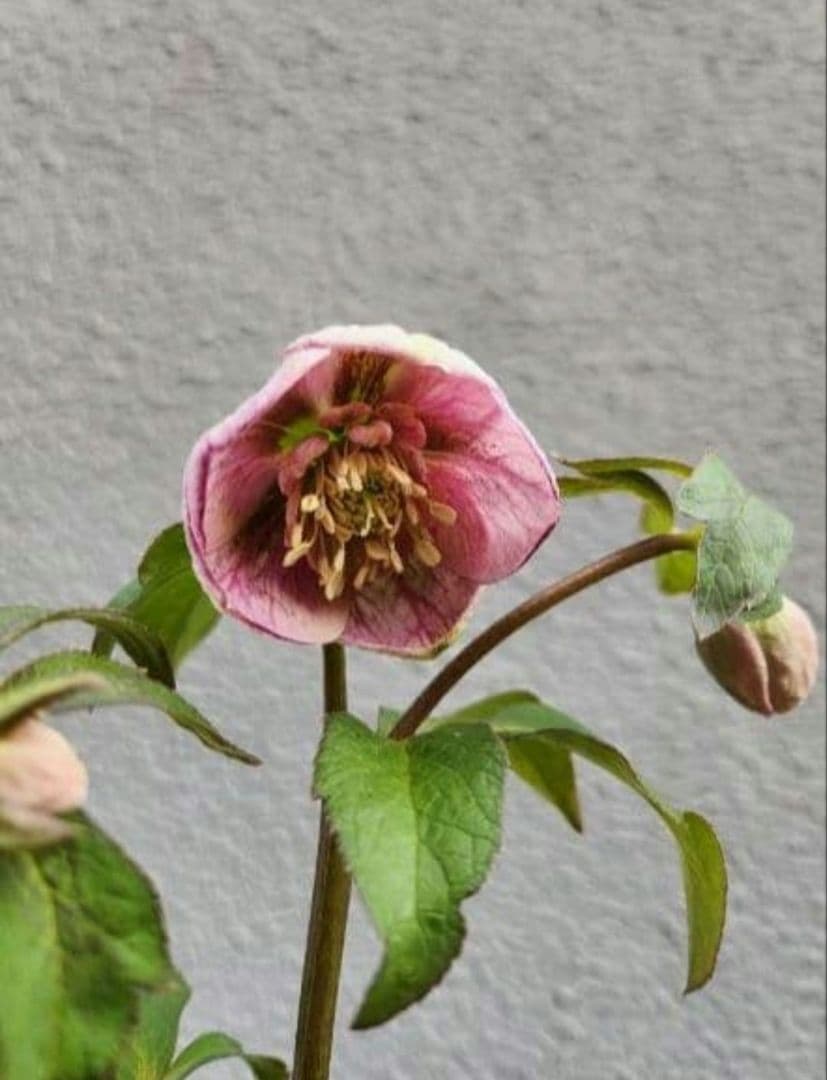 〈匿名発送〉 131 クリスマスローズ sd ポーセリン ピンク 大木ナーセリ