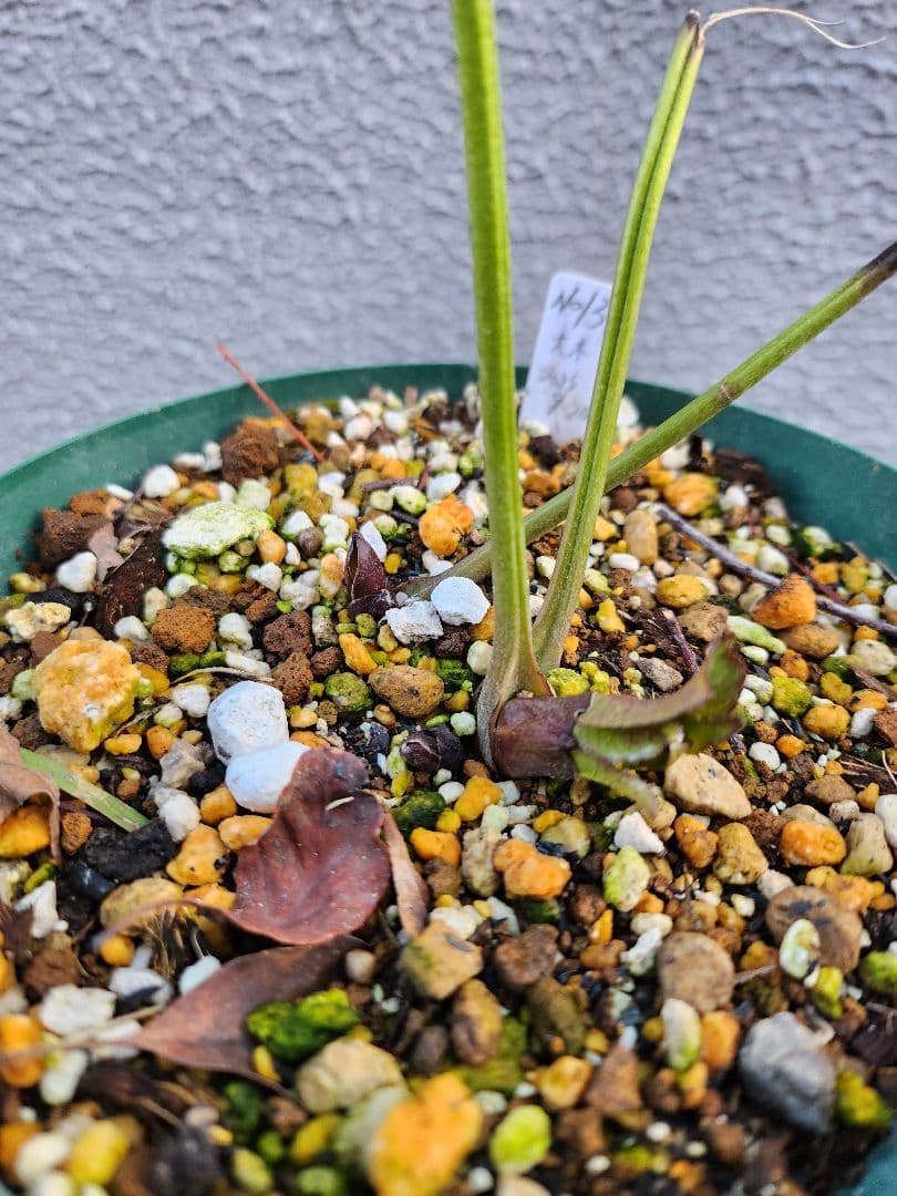 〈匿名発送〉 131 クリスマスローズ sd ポーセリン ピンク 大木ナーセリ