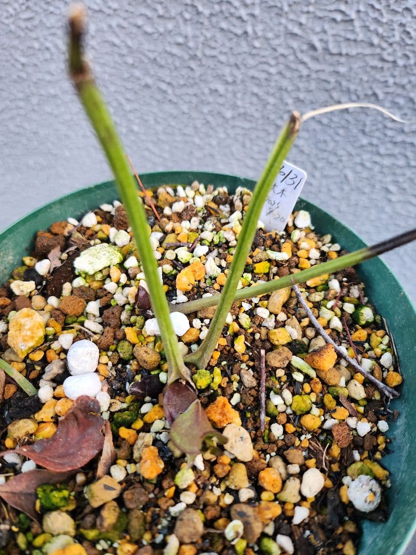 〈匿名発送〉 131 クリスマスローズ sd ポーセリン ピンク 大木ナーセリ