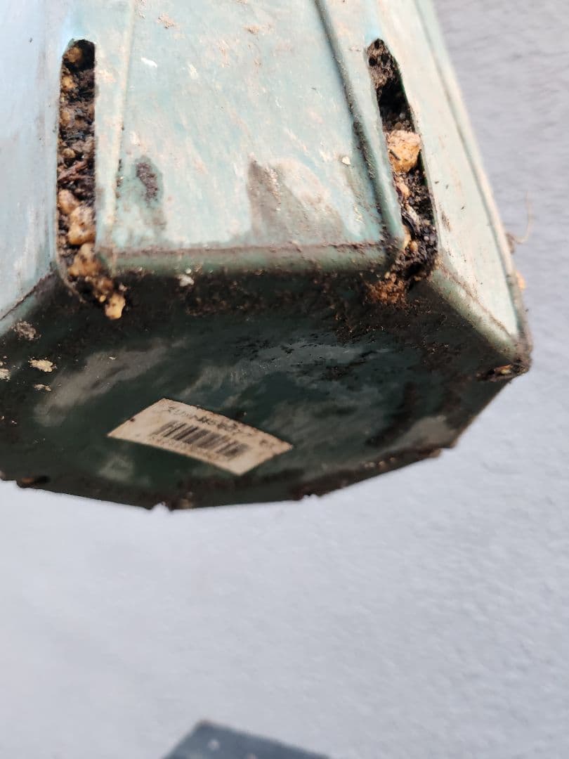 〈匿名発送〉 131 クリスマスローズ sd ポーセリン ピンク 大木ナーセリ