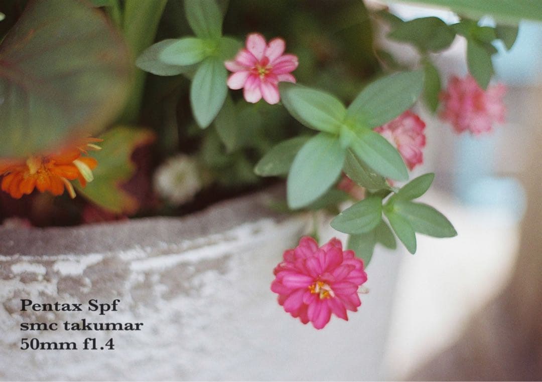 完動＊美品＊pentax spf／smc 50mm f1.4★作例多数＊初期保証