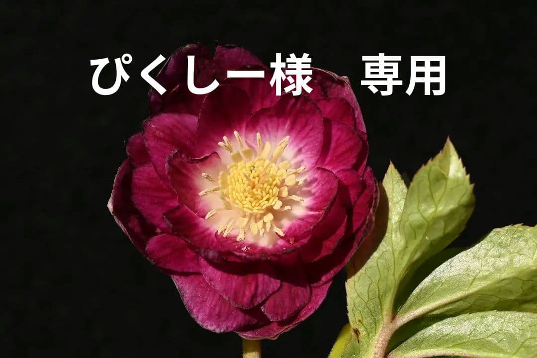 クリスマスローズ　最新花　認定グロッシー紅白　加藤農園