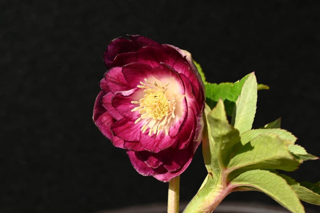 クリスマスローズ　最新花　認定グロッシー紅白　加藤農園