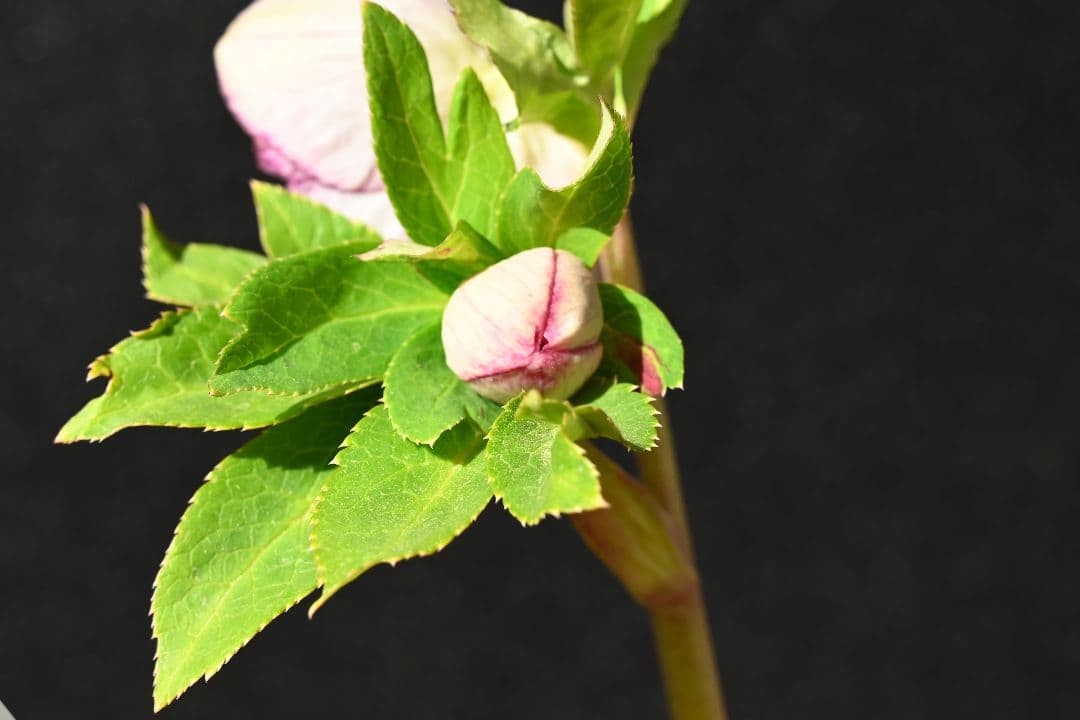 クリスマスローズ　最新花　認定グロッシー紅白　加藤農園