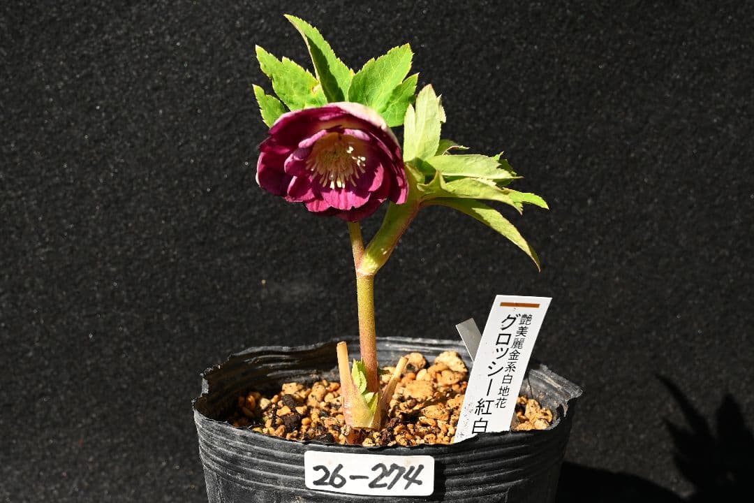 クリスマスローズ　最新花　認定グロッシー紅白　加藤農園