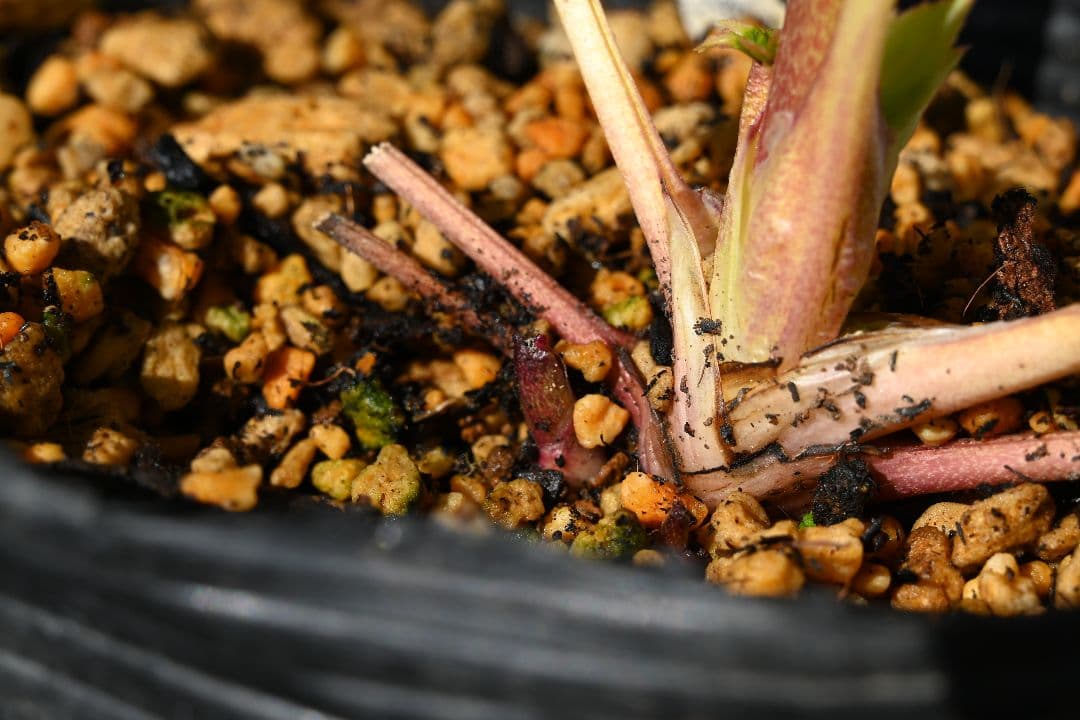 クリスマスローズ　最新花　認定グロッシー紅白　加藤農園