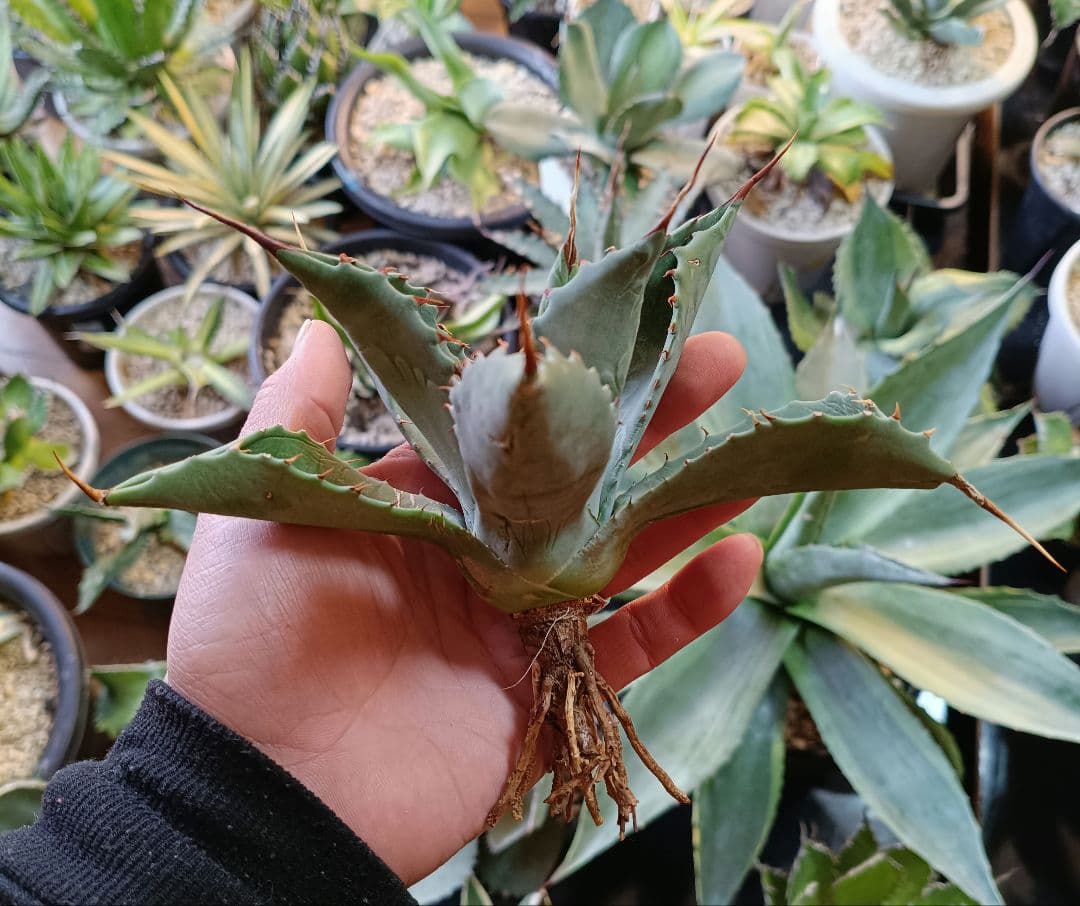 アガベ　ハイブリッド　パラサナ　マルガリータ　エボリスピナ　パリー　モンタナ