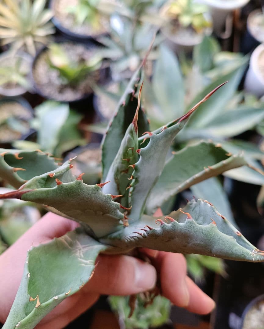 アガベ　ハイブリッド　パラサナ　マルガリータ　エボリスピナ　パリー　モンタナ