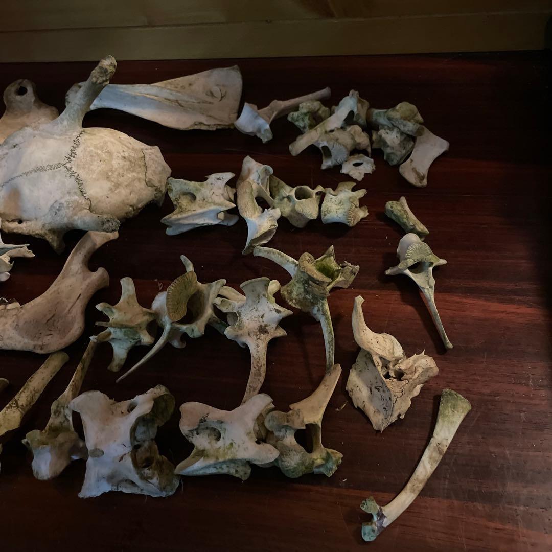 _*様 激レア美品　鹿の骨