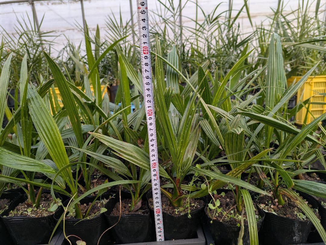 なるべく元気なのだけ選びました。カナリーヤシ50株