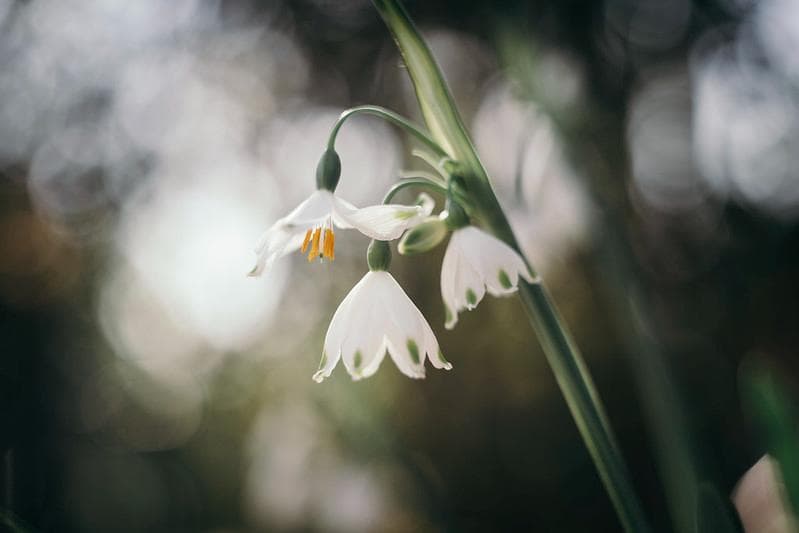 78【希少】初期型　Helios1950年製造　ヘリオス44　アダプター付