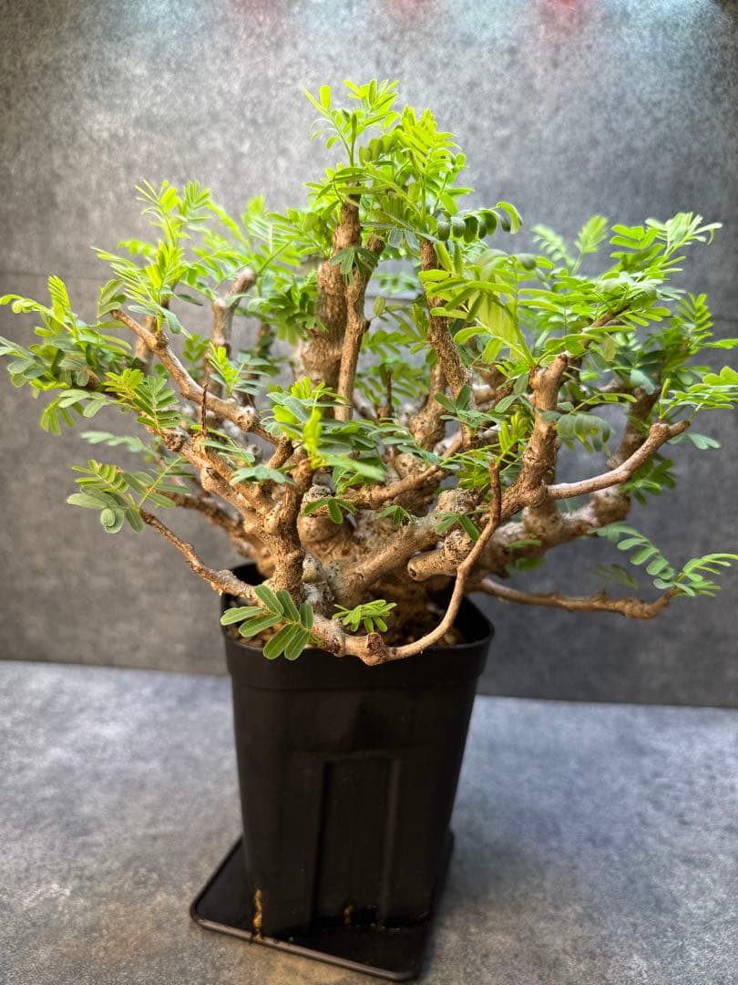 センナ　メリディオナリス　海外実生　発根済み　398