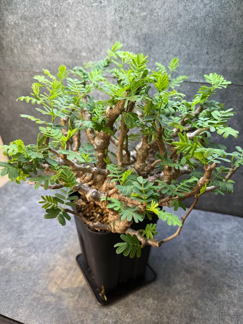 センナ　メリディオナリス　海外実生　発根済み　398