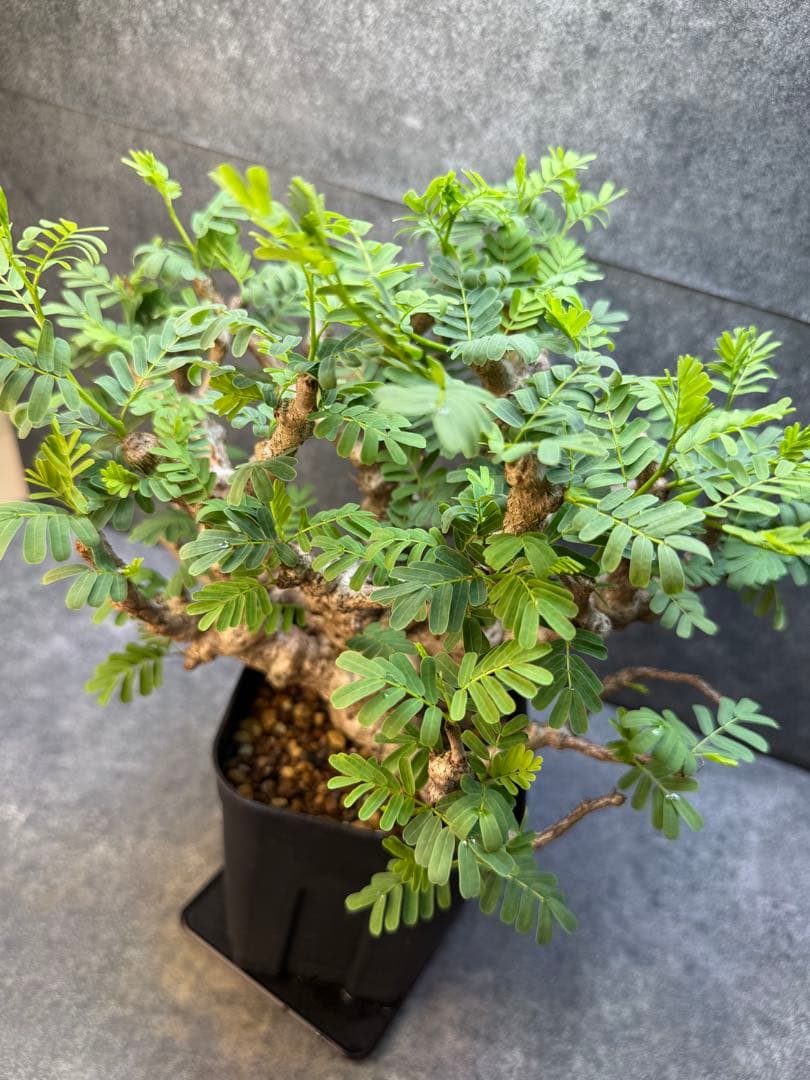 センナ　メリディオナリス　海外実生　発根済み　398