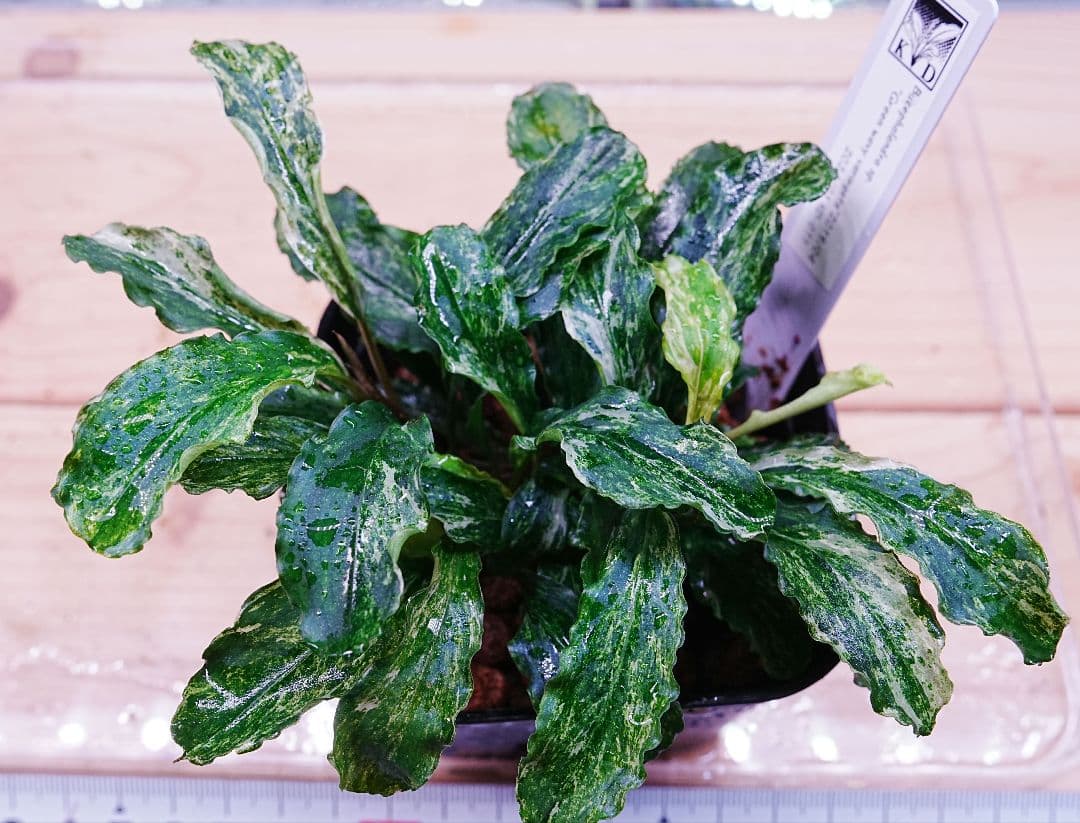 ブセファランドラsp. グリーンウェービー 斑入り バリエガータ　水上葉　無農薬