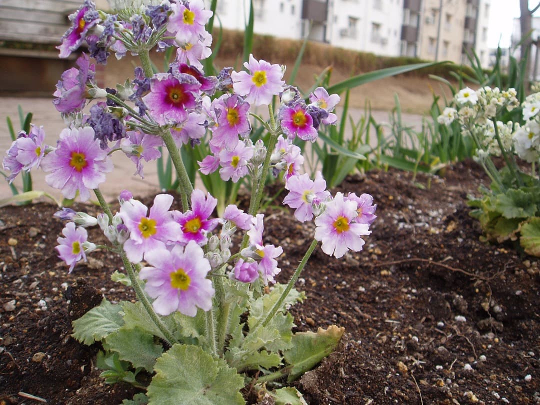 実写美⭕️【動作確認済】OLYMPUS μ-30 DIGITAL デジタルカメラ