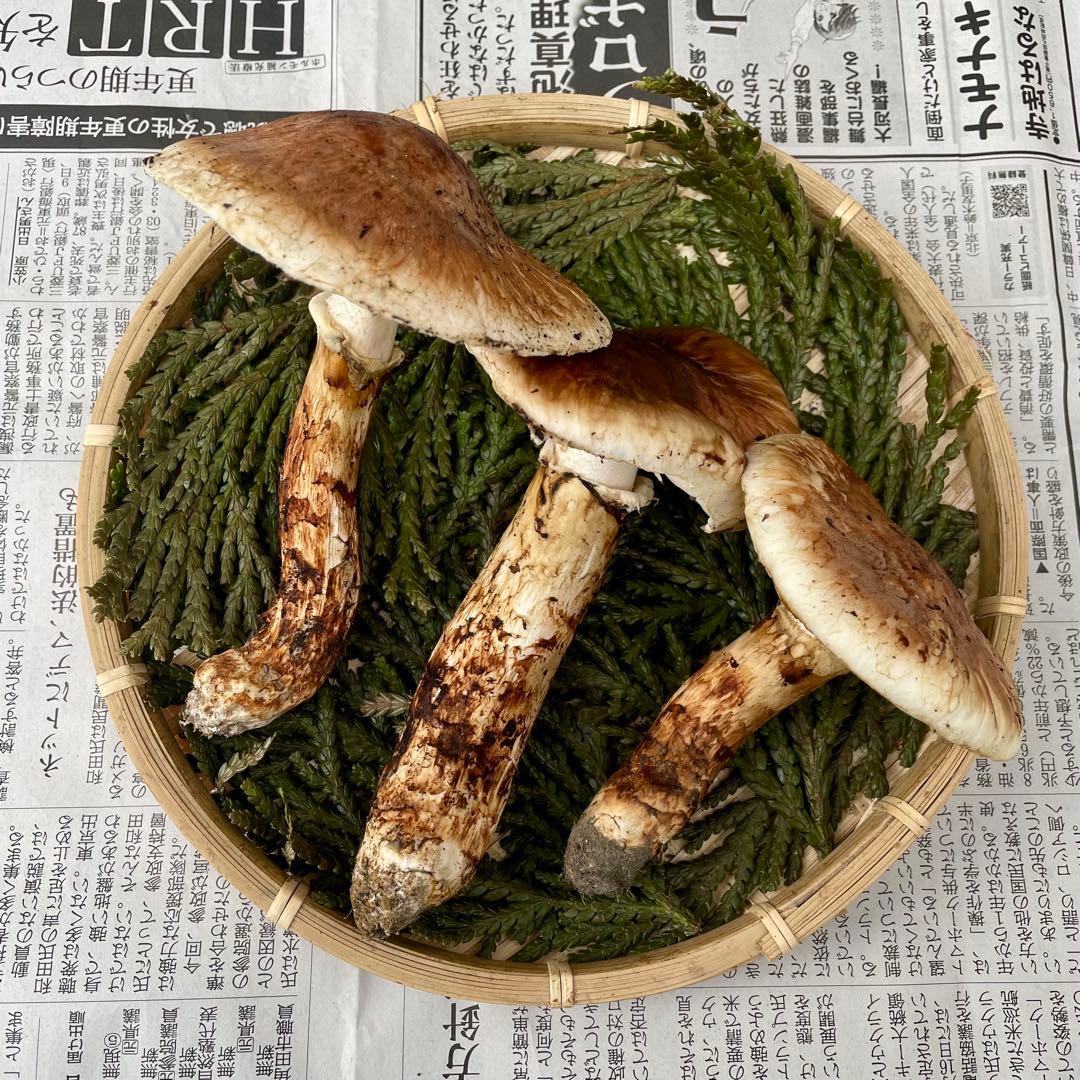 天然きのこ 松茸 国産 良品‼️ マツタケ まつたけ 森の凛さん採取 その200